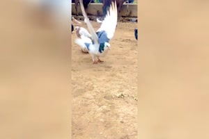 Vogel macht Backflip