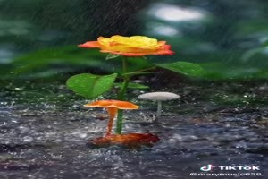 Flower in the rain - Blumen im Regen