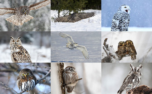 Winter Owls - Wintereulen