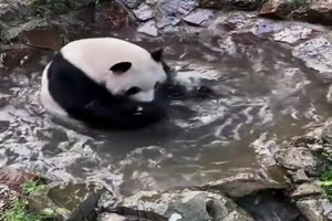 Panda badet