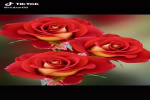 Beautiful Roses - Schne Rosen