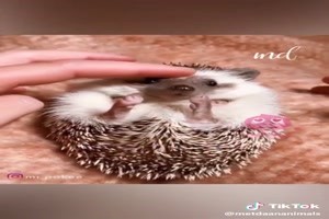 Cute little hedgehog (morning exercise) - Ser kleiner Igel