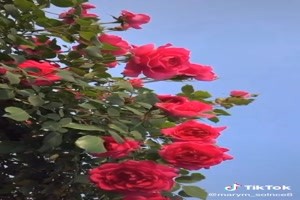 Beautiful roses - Schne Rosen