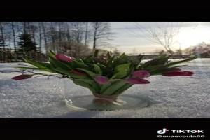 Beautiful Flowers - Schöne Blumen