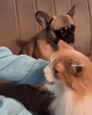 Hund ist eifersüchtig
