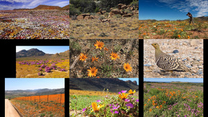 Namaqualand Sdafrika