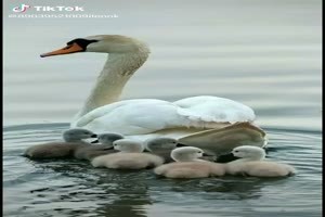 A lot of swans - Viele Schwäne