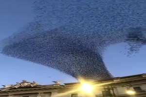 Da sind ein paar Vögel unterwegs