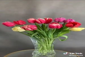 Blooming flowers - Blühende Blumen