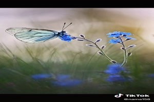 Butterflies & flowers - Schmetterlinge & Blumen