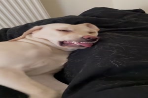 Hund träumt