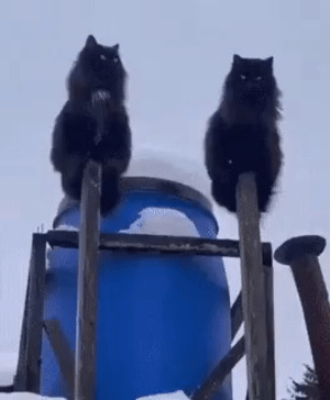 Katzen-Bewachung