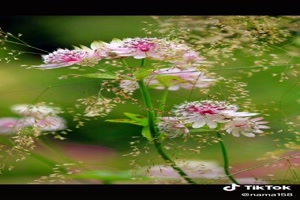 Beautiful summer flowers - Schöne Sommerblumen