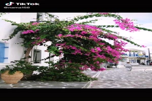 Bougainvillea---Bougainvillea.mp4 auf www.funpot.net