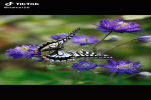 Butterflies and flowers - Schmetterlinge und Blumen