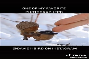 DavidMBird - one of my favorite photographers -..