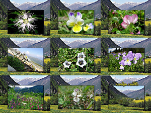 Fleurs alpines-2 - Alpenblumen-2