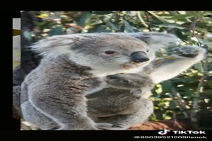 Koala bears - Koalabren