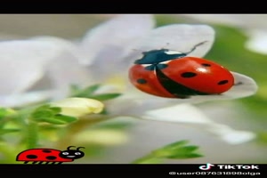 ladybug objects - Marienkfer-Objekte