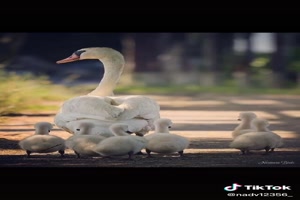 Ducks and Swans - Enten und Schwne