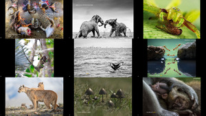 Winners of the 2021 World Nature Photography Awards