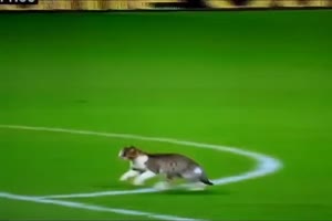 Animals in football ...