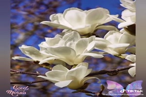 Good Morning (Magnolias) - Guten Morgen (Magnolien)
