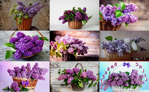 Lilac Baskets - Lila Krbe