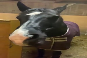 Pferd frisst Karotte