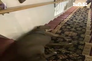 Hund hat Spaß mit der Treppe