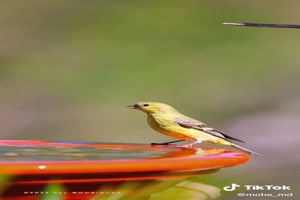 Busy birds - Beschäftigte Vögel