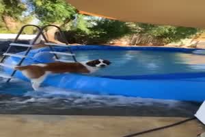 Hund lässt Pool auslaufen