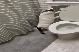 Katze ist von Toilette fasziniert