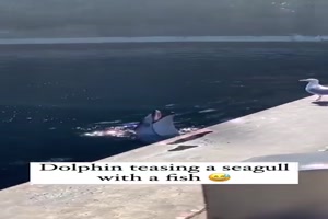 Delfin rger Mwe mit Fisch