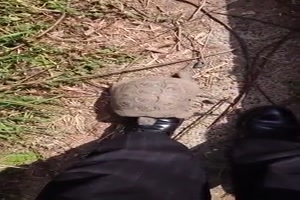 Der Schildkröte im Weg