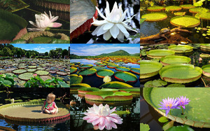 Victoria-Lotus---Viktoria-Lotus.ppsx auf www.funpot.net