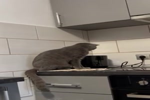 Katze und Toaster