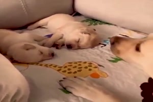 Tiere-und-ihr-Nachwuchs.mp4 auf www.funpot.net