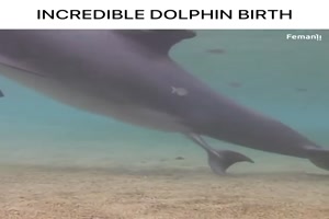 Geburt eines Delphins