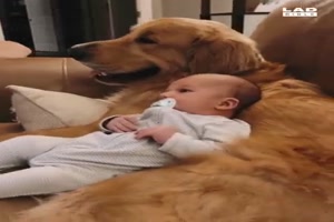 Hund beruhigt Baby