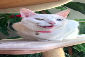 Lustig-gemacht-mit-Katze-und-Vogel.mp4 auf www.funpot.net