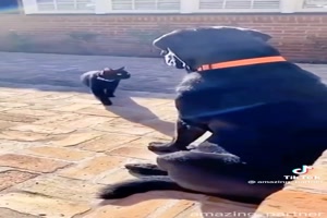 Katzen.mp4 auf www.funpot.net