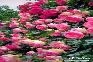 La Vie en Rose - Schöne Rosen
