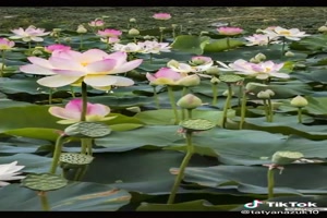Lotus flowers - Lotusblumen
