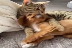Tierische-Freunde.mp4 auf www.funpot.net