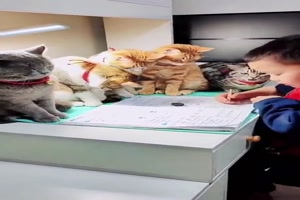 Hausis-machen-mit-den-Katzen.mp4 auf www.funpot.net