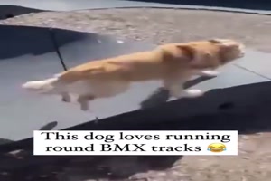 Hund liebt BMX-Strecken