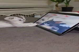 Katze guckt Tom und Jerry