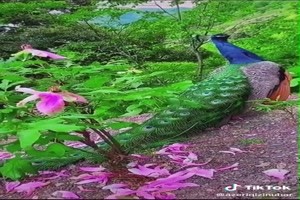 Pauwenpracht---Pfau-Pracht.mp4 auf www.funpot.net