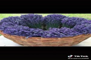 Lavendel